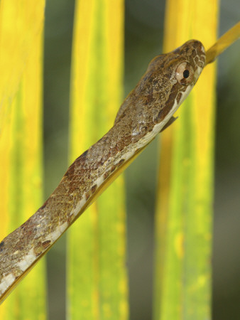 Bird Snake Climbing Up Through Vegetation, Costa Rica by Edwin Giesbers Pricing Limited Edition Print image