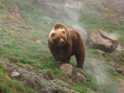 Brown Bear On Grassy Slope, Valley Of The Geysers, Kronotsky Zapovednik, Kamchatka, Far East Russia by Igor Shpilenok Pricing Limited Edition Print image