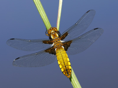 Broad-Bodied Chaser Dragonfly Cornwall, Uk by Ross Hoddinott Pricing Limited Edition Print image