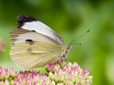 Large Cabbage White Butterfly On Sedum Flowers, Uk by Andy Sands Pricing Limited Edition Print image