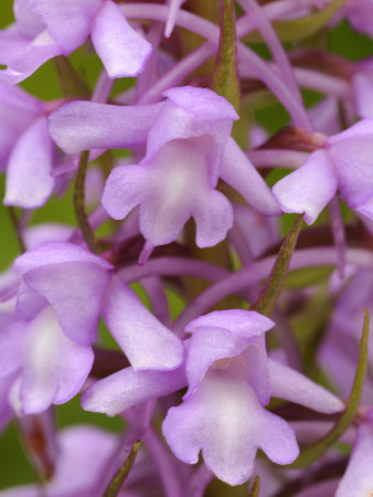 Fragrant Orchid Flower Cotswolds, Uk by Ross Hoddinott Pricing Limited Edition Print image