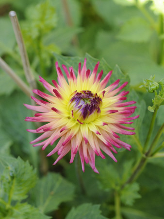 Dahlia, Western Kelpie Variety Flowering In Summer, Uk by Gary Smith Pricing Limited Edition Print image