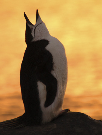 Chinstrap Penguin Calling, Antarctica by Edwin Giesbers Pricing Limited Edition Print image