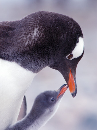 Gentoo Penguin Chick Begging Parent For Food, Antarctica by Edwin Giesbers Pricing Limited Edition Print image