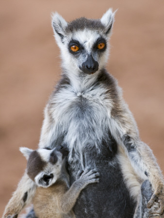 Ring-Tailed Lemur Baby Suckling From Mother, Berenty Private Reserve, Southern Madagascar by Mark Carwardine Pricing Limited Edition Print image