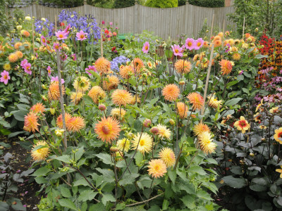 Dahlia Border In Full Flower In Summer Garden, Norfolk, Uk by Gary Smith Pricing Limited Edition Print image