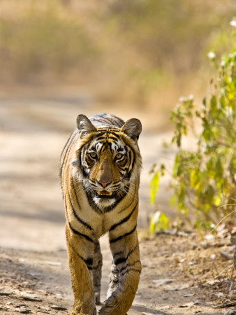 Bengal Tiger Walking On Track, Ranthambhore Np, Rajasthan, India by T.J. Rich Pricing Limited Edition Print image