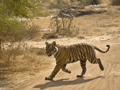 Bengal Tiger Hunting, Ranthambhore Np, Rajasthan, India by T.J. Rich Pricing Limited Edition Print image