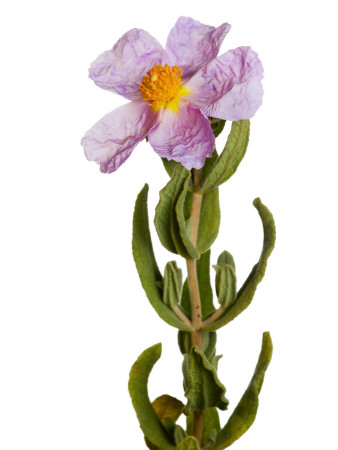 Grey Leaved Cistus Flower Spain by Niall Benvie Pricing Limited Edition Print image