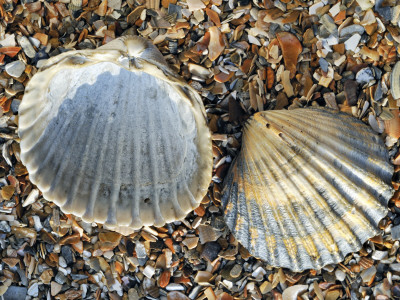 Poorly Ribbed Cockle Shells Separed To Show The Inside And The Outside, Normandy, France by Philippe Clement Pricing Limited Edition Print image