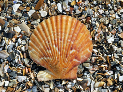 Queen Scallop Shell On Beach, Mediterranean, France by Philippe Clement Pricing Limited Edition Print image