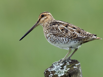 Snipe On Fence Post, Upper Teesdale, County Durham, England, Uk by Andy Sands Pricing Limited Edition Print image