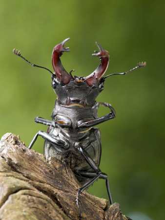 Stag Beetle Male View From Below, West Sussex, England, Uk by Andy Sands Pricing Limited Edition Print image