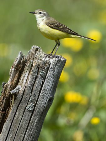 Yellow Wagtail Female Perched On Old Fence Post, Upper Teesdale, Co Durham, England, Uk by Andy Sands Pricing Limited Edition Print image