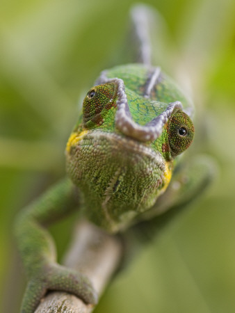 Panther Chameleon Walking Along Branch, Madagascar by Edwin Giesbers Pricing Limited Edition Print image