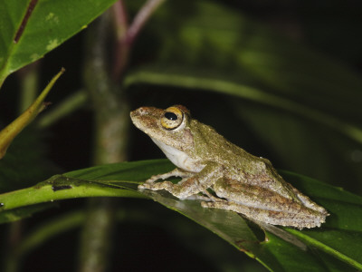 Frilled Tree Frog In Rainforest, Sukau, Sabah, Borneo by Tony Heald Pricing Limited Edition Print image