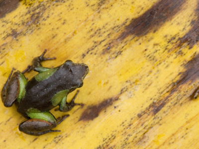 Beautiful Parker's Mantella Frog On Leaf, Madagascar by Edwin Giesbers Pricing Limited Edition Print image