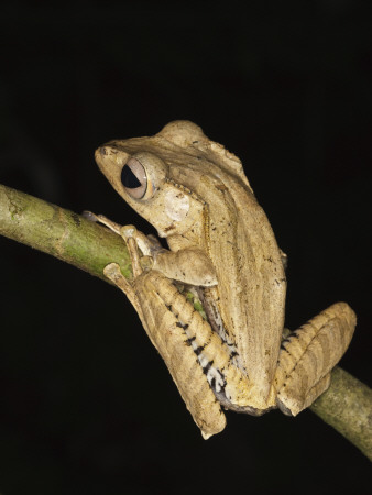 Bornean Eared File-Eared Tree Frog Danum Valley, Sabah, Borneo by Tony Heald Pricing Limited Edition Print image