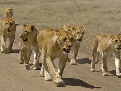 Pride Of African Lions Walking Along A Track, Serengeti Np, Tanzania by Edwin Giesbers Pricing Limited Edition Print image