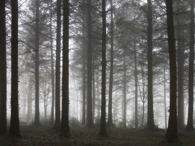 Mist In Morchard Wood On Winter Morning, Morchard Bishop, Devon, England by Adam Burton Pricing Limited Edition Print image