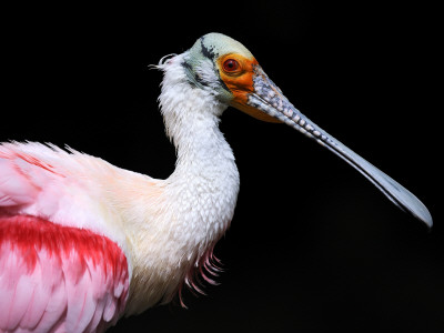 Roseate Spoonbill Captive, From Usa, Central And South America by Eric Baccega Pricing Limited Edition Print image