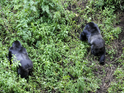 Two Male Silverback Mountain Gorillas In Forest, Volcanoes National Park, Rwanda, Africa by Eric Baccega Pricing Limited Edition Print image