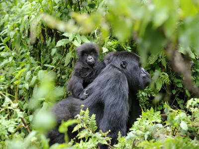 Female Mountain Gorilla Carrying Baby On Her Back, Volcanoes National Park, Rwanda, Africa by Eric Baccega Pricing Limited Edition Print image