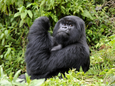 Male Silverback Mountain Gorilla Looking Up, Volcanoes National Park, Rwanda, Africa by Eric Baccega Pricing Limited Edition Print image