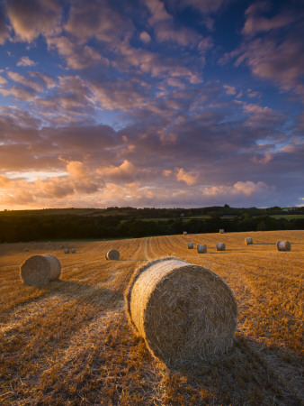 Round Straw Bales In Field, Morchard Bishop, Mid Devon, England by Adam Burton Pricing Limited Edition Print image