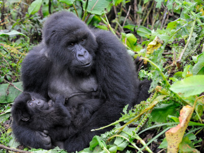 Female Mountain Gorilla With Her Baby, Volcanoes National Park, Rwanda, Africa by Eric Baccega Pricing Limited Edition Print image