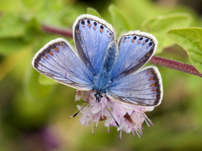 Common Blue Female Blue Form On Flower Of Marjoram, Hertfordshire, England, Uk by Andy Sands Pricing Limited Edition Print image