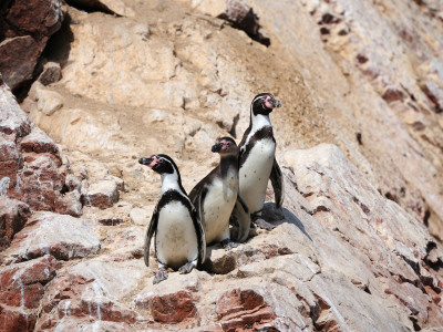 Humboldt Penguins On Isla Ballestas, Ballestas Islands, Peru by Eric Baccega Pricing Limited Edition Print image