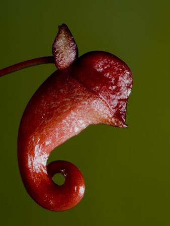 Unidentified Tropical Flower, Marojejy National Park, North East Madagascar by Inaki Relanzon Pricing Limited Edition Print image