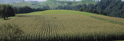 Cornfields, Canton Zug, Switzerland by Panoramic Images Pricing Limited Edition Print image