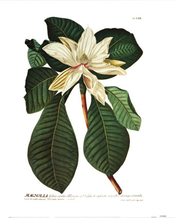 Magnolia by Christoph Jacob Trew Pricing Limited Edition Print image