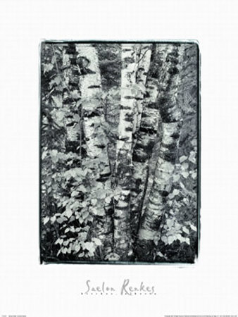 Birches, Alberta by Saelon Renkes Pricing Limited Edition Print image