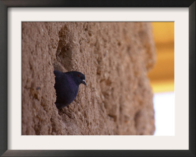 Pigeons Roost In The Prehistoric Hohokam Indian Structure by Paul Connors Pricing Limited Edition Print image