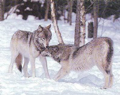 Wolf Love by Tom Brakefield Pricing Limited Edition Print image