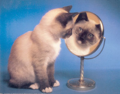 Siamese Cat And Mirror by Richard Stacks Pricing Limited Edition Print image
