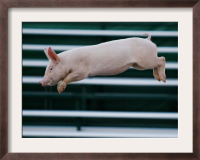 Beauty A 20-Week-Old Pig Flies Through The Air by Mark Baker Pricing Limited Edition Print image