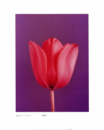 Tulip Magenta On Deep Purple by Masao Ota Pricing Limited Edition Print image
