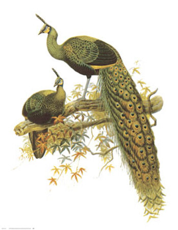 Pavo Muticus by James Elliot Pricing Limited Edition Print image