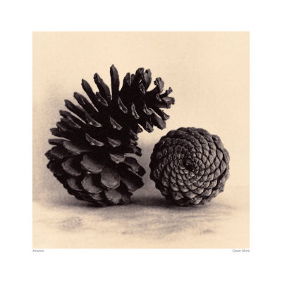 Attraction by Graeme Harris Pricing Limited Edition Print image