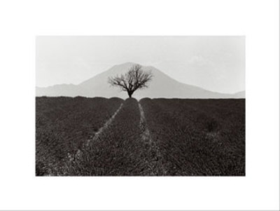 Lavender Plantation, France by Martine Franck Pricing Limited Edition Print image