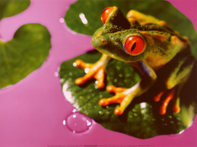 Grenouille Fluo by Gaillard & Armilhon Pricing Limited Edition Print image