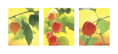 Chinese Lanterns by Andy Small Pricing Limited Edition Print image