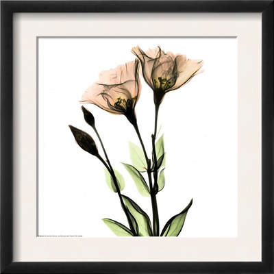 Crystal Flowers X-Ray, Gentian by Albert Koetsier Pricing Limited Edition Print image