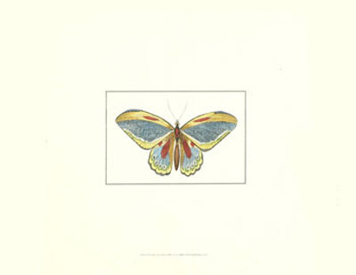 Profile Of A Butterfly Ii by George Shaw Pricing Limited Edition Print image