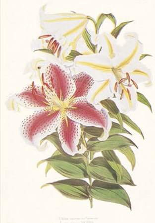 Parkman's Lily by Walter H. Fitch Pricing Limited Edition Print image