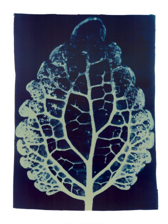 Leaf Study Ii, 2002 by Thomas Hager Pricing Limited Edition Print image